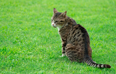 alley cat on green meadow