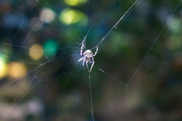 Spiders repair the torn nest.