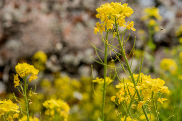 Obraz premium 菜の花