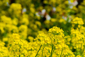 Obraz premium 菜の花