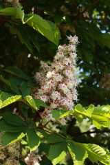 beautiful blooming chestnut tree in spring with leaves