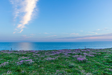 A seaside view of a crystal blue water sea with violet plant at blue hour under a majestic blue sky and white clouds