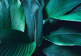 Dark Leaves background Blue green Leaf surface