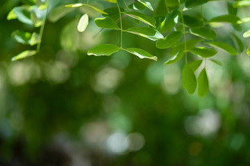 Fototapeta na wymiar green leaves and bokeh background