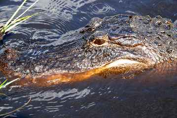 close up on Alligator swimming in dark water in Everglades National Park