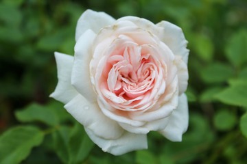 pink rose on green background, Honeymoon Variety, selective focus