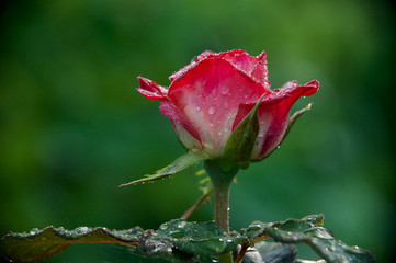 Fototapeta premium beautiful roses from my garden in the morning dew close up