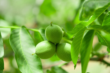 fresh green walnut on tree