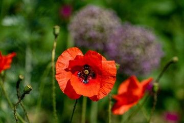 close up of  vivid red papaver rhoeas (poppy) flowers in full sunshine