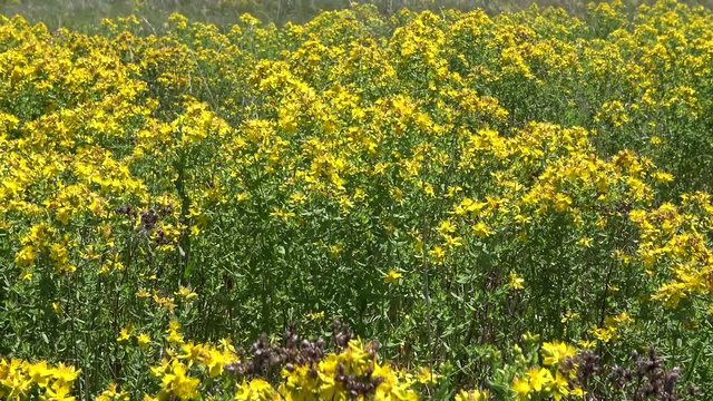 Hypericum perforatum, known as perforate St John's-wort, common Saint John's wort and St John's wort, is a flowering plant in the family Hypericaceae. Berezan island, Ukraine