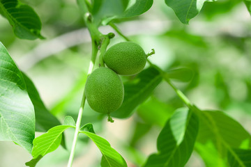 fresh green walnut on tree