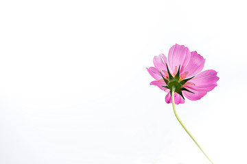 秋桜