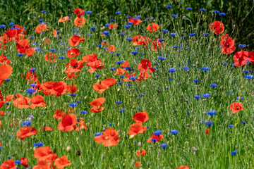 scenic field of red corn poppies and blue cornflowers