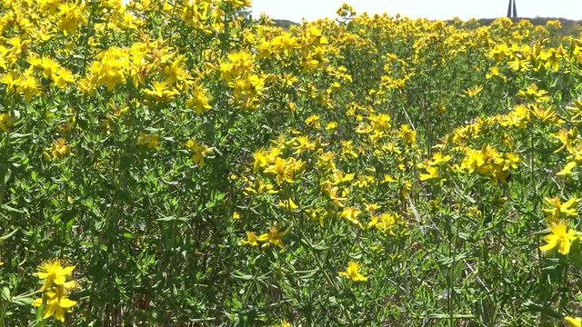 Hypericum perforatum, known as perforate St John's-wort, common Saint John's wort and St John's wort, is a flowering plant in the family Hypericaceae. Berezan island, Ukraine