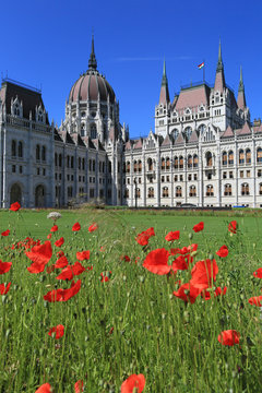 Beautiful summer view of the Hungarian Parliament building and blooming poppies in Budapest
