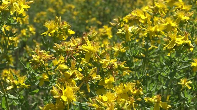 Hypericum perforatum, known as perforate St John's-wort, common Saint John's wort and St John's wort, is a flowering plant in the family Hypericaceae. Berezan island, Ukraine