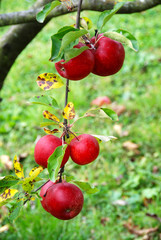 Obraz premium five ripe red apples hanging on a branch