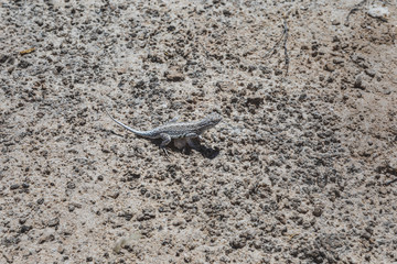 lizard in white sand
