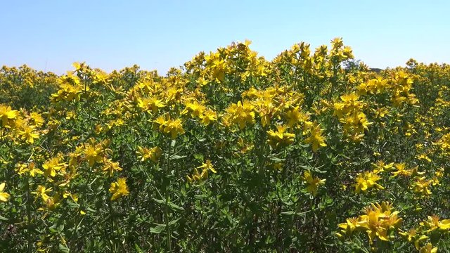 Hypericum perforatum, known as perforate St John's-wort, common Saint John's wort and St John's wort, is a flowering plant in the family Hypericaceae. Berezan island, Ukraine
