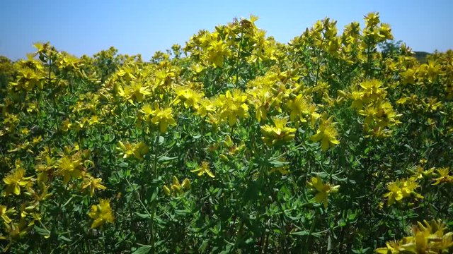 Hypericum perforatum, known as perforate St John's-wort, common Saint John's wort and St John's wort, is a flowering plant in the family Hypericaceae. Berezan island, Ukraine