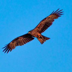 eagle in flight