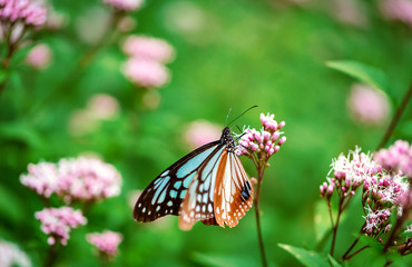 Blue butterfly perched on a budding pink flower