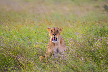 Lioness sitting in the savannah