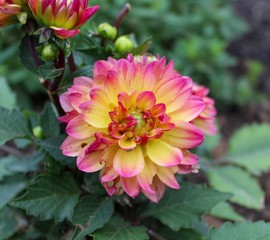 Closeup of Bicolor pink and yellow Dahlia flower in the garden