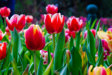 Colourful fresh tulip garden with green leaf