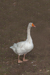 white goose in garden at thailand