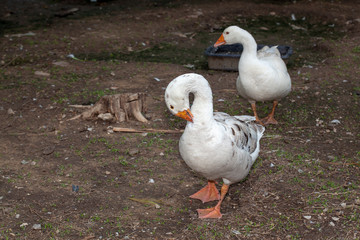 Two white goose in garden at thailand