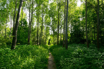Obraz premium Rheinauen w pobliżu Sasbach w Kaiserstuhl