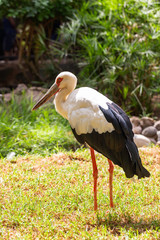 Expectant ciconia under the sun