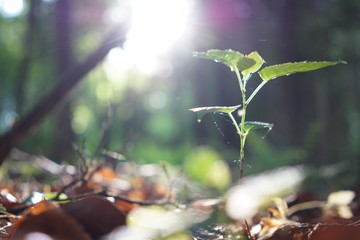 Pflänzchen im Sommerwald