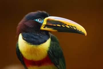 The chestnut-eared aracari, or chestnut-eared araçari (Pteroglossus castanotis) portrait wirh brown background.