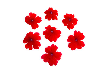 red verbena isolated