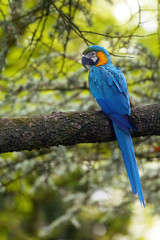 The blue-and-yellow macaw (Ara ararauna), also known as the blue-and-gold macaw sotting on the branch with green background.
