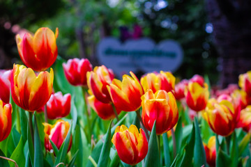 Fototapeta premium Colourful fresh tulip garden with green leaf