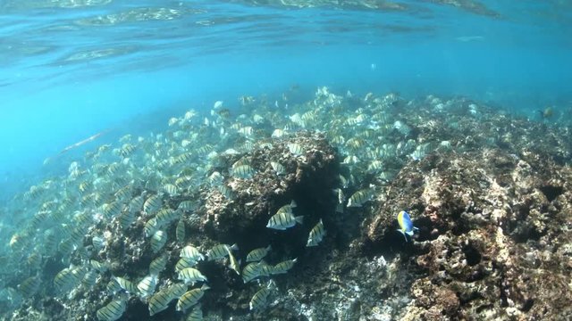 SLOW MOTION: Coral reef underwater of Felicite Island in Seychelles. Local school of tropical fish scissortail sergeant of Indian Ocean.