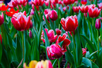 Red tulip garden green leaf