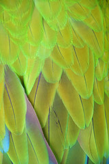 Obraz premium Buffon's macaw feathers