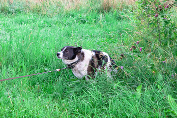 Obraz premium Black and white russian East European siberian Laika wolf dog pooping shit iat grass field in park
