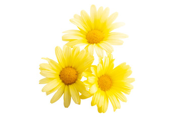 yellow daisy isolated
