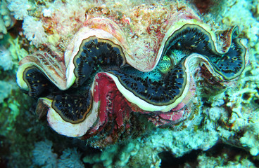 Underwater world in deep water in coral reef and plants flowers flora in blue world marine wildlife, travel nature beauty exploration in diving trip,adventures recreation dive. Fish, corals, actinia