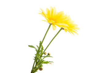 yellow daisy isolated