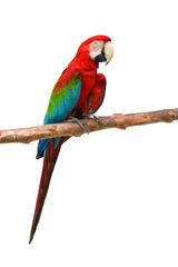 Green-winged macaw bird