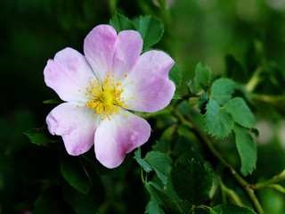 Fototapeta premium pink dog rose