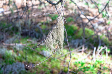 Macro closeup of Fruticose Lichen Usnea hanging lichen moss hanging on tree in North forest.