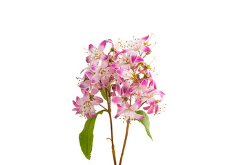 Obraz na płótnie Canvas Deutzia flower isolated