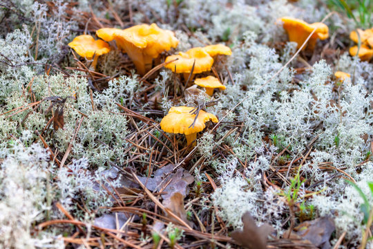 Few yellow Craterellus lutescens foot chanterelle mushrooms in white lichen in the North.